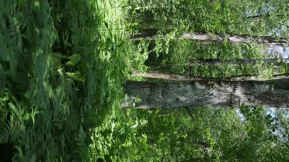 Vertical Video Aerial View Inside a Green Forest with Trees in Summer