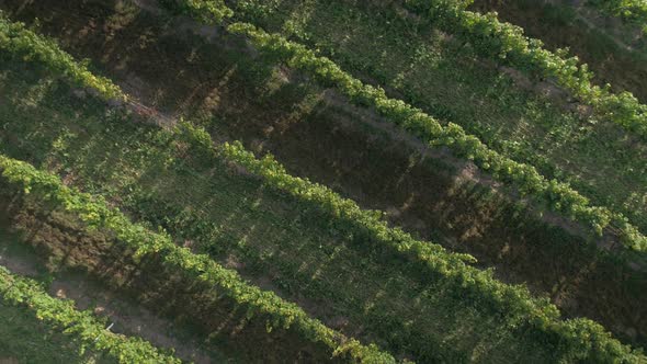 Bird's Eye View of a Mature Vinyard at Sunset