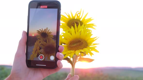 Touch Screen with your Finger to Take a Picture of a Yellow Sunflower