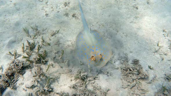 Bluespotted ribbontail ray, Marsa Alam Egypt