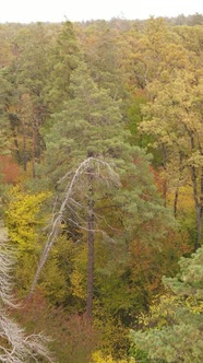 Vertical Video Autumn Forest with Trees By Day Slow Motion