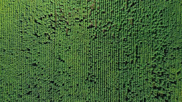 Green Field of Agricultural Plants Top View