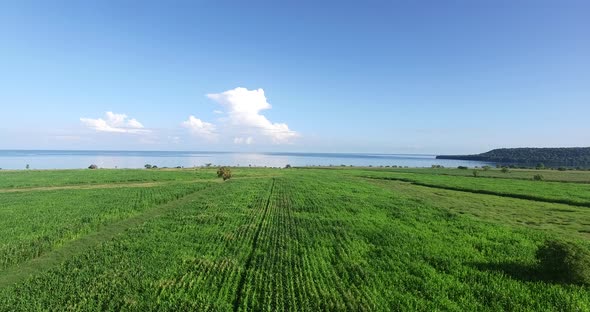 Wide Cornfield