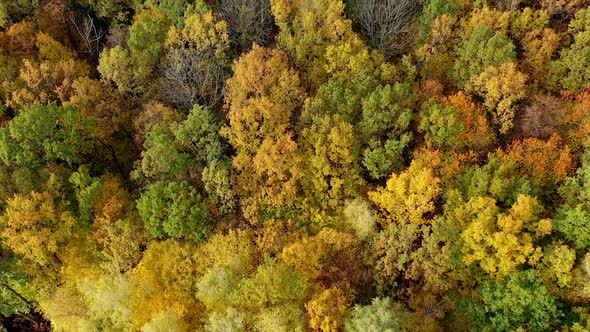 Autumn nature. Colorful tops of deciduous trees in the forest in fall season. Bright colors of woods