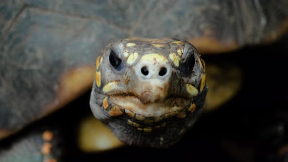 Close up shot of red-footed tortoise with nostrils pointing directly at camera