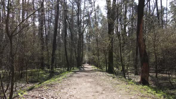 Aerial View of the Road Inside the Forest