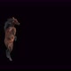 49 Horse Dancing 4K - VideoHive Item for Sale