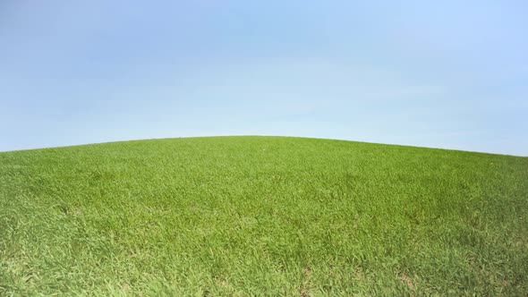 Top of a green hill under a blue sky