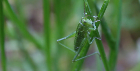Grasshopper Feeding