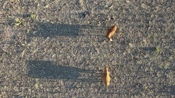 Vertical straight down view of two cows displaying courtship behavior with one cattle swaying around