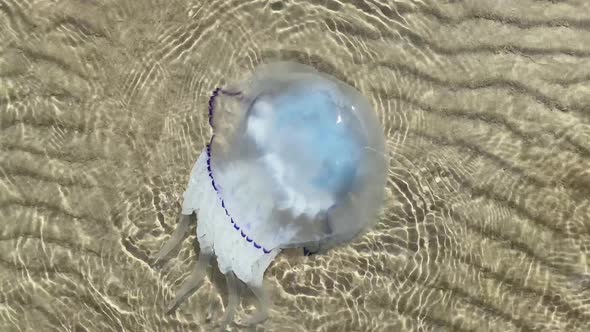 A Large Jellyfish Swims on the Seashore on a Sunny Clear Day