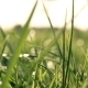 Green Backlit Grass - VideoHive Item for Sale