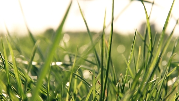Green Backlit Grass