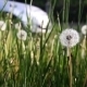 Dandelion in Wind 2 Slider - VideoHive Item for Sale