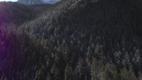 Aerial view looking down at forest of pine trees in winter