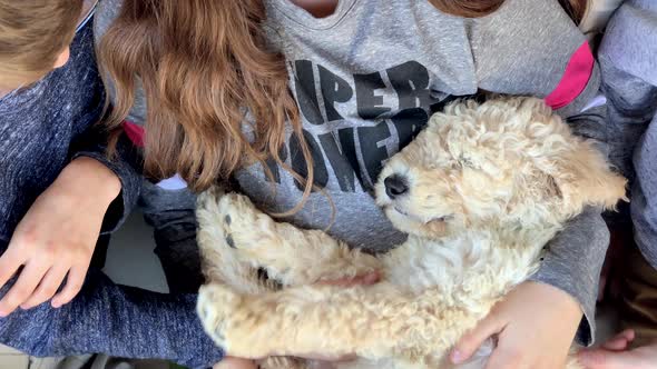 a baby puppy sleeps on a little girl's lap outside on the porch as two other little boys pet the pup