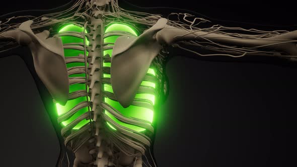 Human Lungs Radiology Exam alt