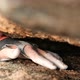 Slow Motion of a Climber's Hand in a Rock Crevice - VideoHive Item for Sale