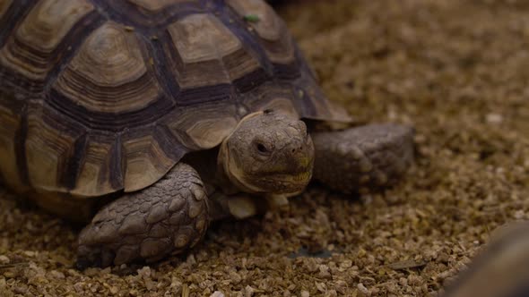 Close up of a tortoise. Head up,  big claws and beautiful shell