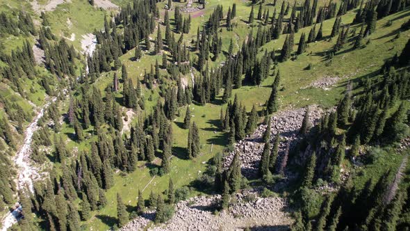 A Mountain River Flows Through a Green Gorge