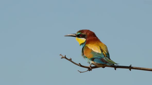 European Beeeater or Merops Apiaster