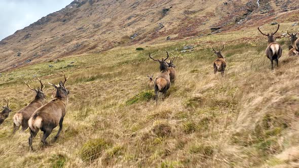 Red Deer Stag Herd Running in the Mountains in Scotland