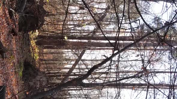 Vertical Video of a Forest with Many Trees in Autumn