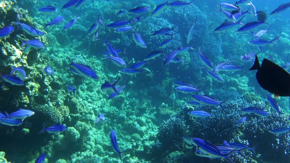 Shoal of blue tropical striped fish in the ocean near coral reef.