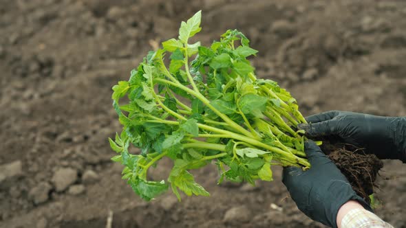 Tomato Seedlings in the Hands of a Farmer