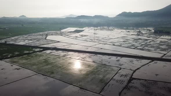 Agriculture rice paddy field after harvest season at Bukit Mertajam