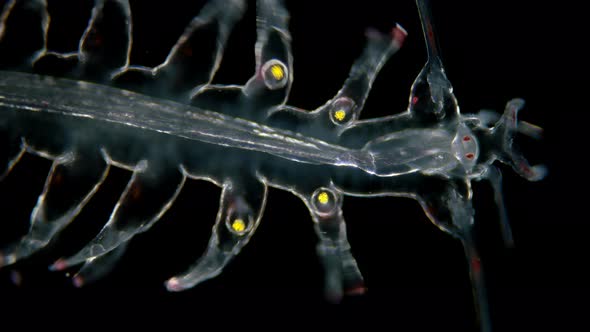 the Worm Polychaeta, Genus Tomopteris Under a Microscope, Holoplankton Spends the Entire Life Cycle