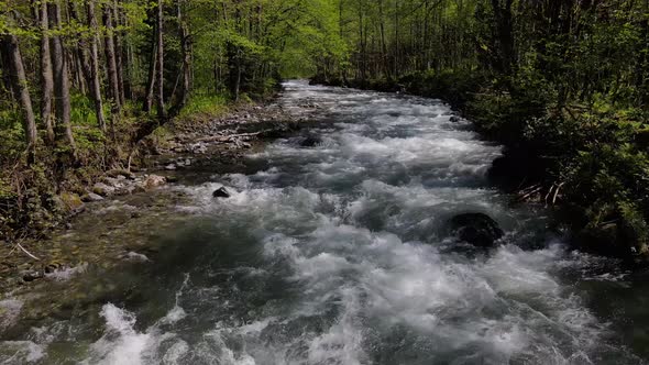 Rainforests And River