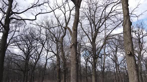 Forest with Trees Without Leaves During the Day