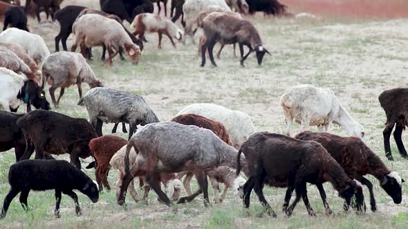 Goats pasture field on sand dunes