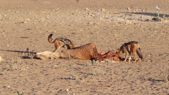 Two Black Backed Jackals scavenge and eat an Eland carcass in Kalahari