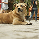 Dog on the Street - VideoHive Item for Sale
