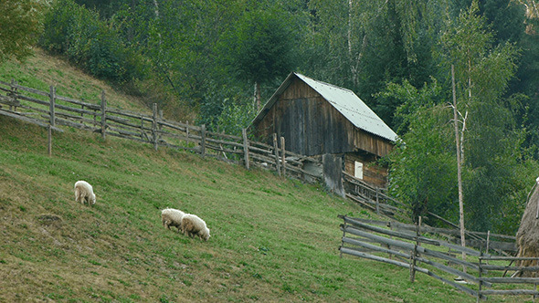 Sheep on a Hill