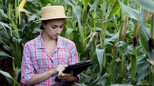 Farmer or an agronomist inspect a field of corn cobs. The concept of agricultural business