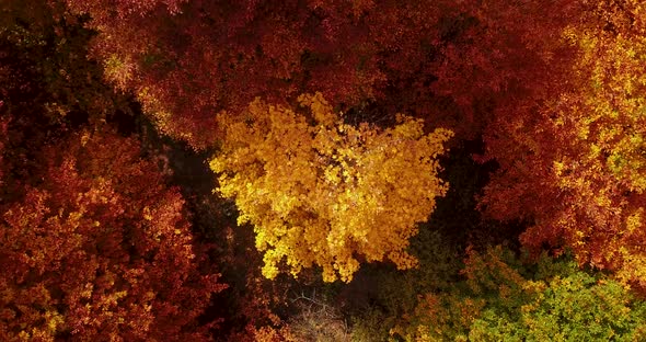 Heart Shape Maple Tree With Golden Yellow Leave in Colorful Forest in Autumn in Iran Birdseye