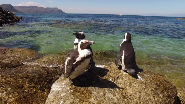 African Penguins On Coastal Rocks