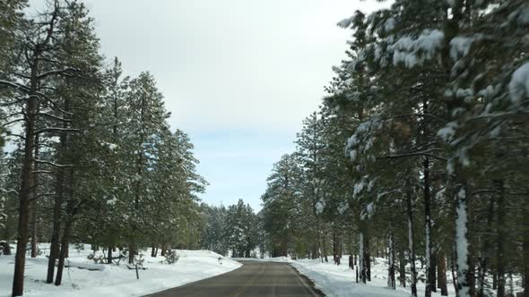 Snow in Wintry Forest Driving Auto Road Trip in Winter Utah USA