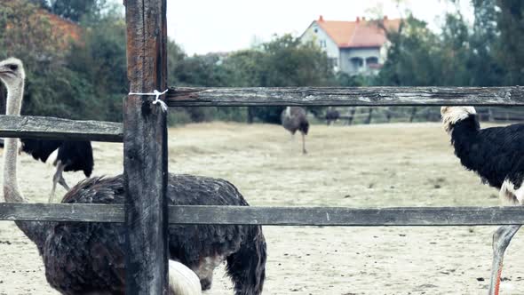 Ostriches Walking on Farm Field