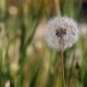 Dandelion in Wind 3 Slider - VideoHive Item for Sale