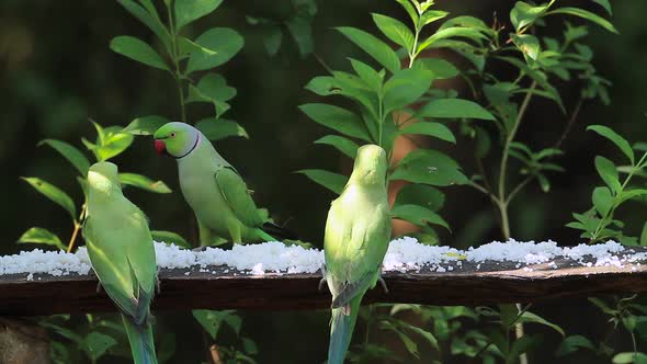 Rose-ringed parakeet in Sri Lanka