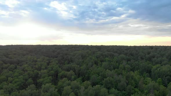 Summer green forest at sunset day