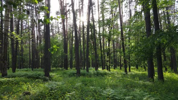 Wild Forest Landscape on a Summer Day