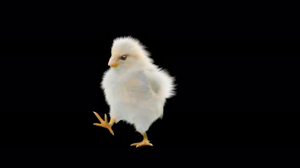 Baby Chicks Dancing 4K