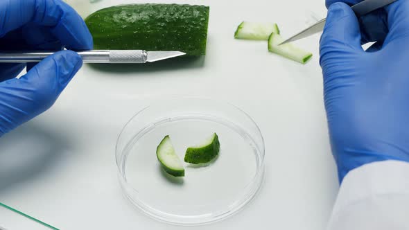 Medical Scientist Specialist Putting a Cucumber in Dish with Tweezers and Scalpel Signing in Food