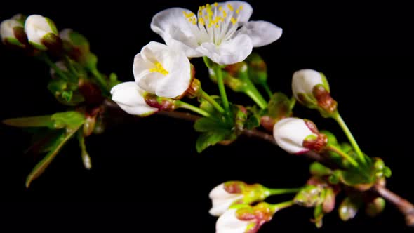 Spring Cherry Blossom Time Lapse on a Black Background. Macro Shot on Bud Growing to a White Flower