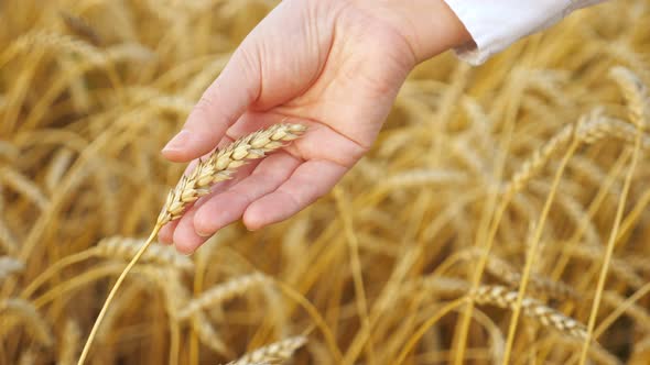 Closeup of Woman's Hand Touching Ear of Ripe Wheat in Field